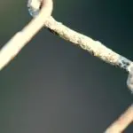 Mille detenuti a S. Pietro: cosi com’è, il carcere tradisce la Costituzione