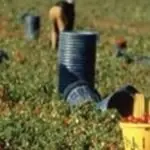 La nonviolenza e la scelta del contadino che obiettò a Hitler