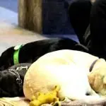 Dal Sia al Rei, la via italiana contro la povertà