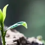 V Domenica del tempo ordinario