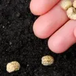 Domenica 17 giugno 2018 Anno B