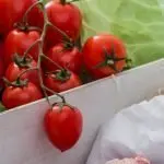 “Generazioni nell’orto” concluso il progetto di Fap Acli e Acli Terra