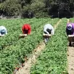 Acli Terra: “Il caporalato si contrasta con un sistema istituzionale e sociale efficiente”