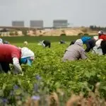 Acli Foggia: iniziativa contro mafia e caporalato