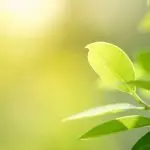 Acli Brescia: “Il grido della terra”, una mostra sull’enciclica Laudato si’ di Papa Francesco