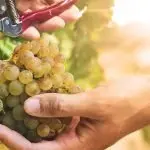 Acli Veneto: “Mai Domo”, in un libro l’amore per la natura dell’enologo-contadino Donadi