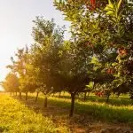 Acli Bresciane: inaugurazione del frutteto sociale, la natura è un bene per tutti