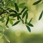 Domenica 14 aprile 2019