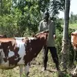 Acli4Africa: Progetto Maziwa in Kenya, “Il latte è denaro” è il motto degli allevatori coinvolti