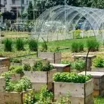 Acli Svizzera: L’agricoltura sociale come fattore di sviluppo economico solidale