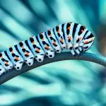 Acli Perugia: Un convegno dedicato alla “Giornata nazionale per la Custodia del Creato”