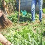 Acli Perugia: “Le Serre di Maliki”, agricoltura sociale per l’inclusione