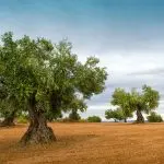 Acli Lecce: Conferenza sulla Xylella, il batterio che colpisce gli ulivi secolari in Puglia