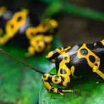 Acli Asti: Biodiversità e foresta amazzonica, risorse per il pianeta