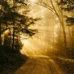 Domenica 1 dicembre 2019