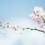 Domenica 29 marzo 2020