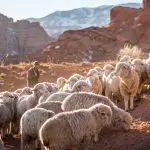 Domenica 3 maggio 2020