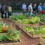 Acli Rovigo: Riaprono gli “orti urbani”