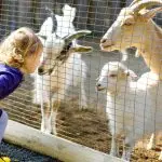 Acli Ferrara: Con la “Fattoria di Quartiere”…la campagna arriva in città!