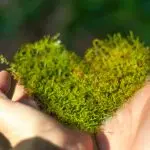 Giornata mondiale dell’Ambiente: trasformiamo l’emergenza in una ripartenza “green”