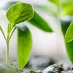 Domenica 12 luglio 2020