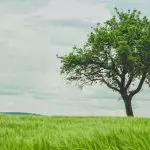 Domenica 19 luglio 2020