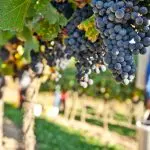 Acli Molise: “Vendemmia felice”, progetto di inclusione e valorizzazione del territorio