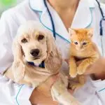 CAF Acli: Aumento della detrazione per le spese veterinarie