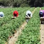 Acli Brindisi: Il giovane Camara Fantamadi è la punta dell’iceberg del dramma del lavoro agricolo