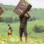 Acli Treviso: “Caporalato: servono azioni concrete di contrasto e promozione del lavoro dignitoso per tutti”