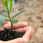 XVI Giornata del Creato: la transizione ecologica è la priorità