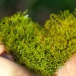 Ambiente, Acli: bella notizia l’inserimento della tutela ambientale nella nostra Costituzione, ora abbiamo bisogno di atti concreti